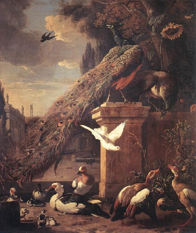 HONDECOETER, Melchior d Peacocks and Ducks sf china oil painting image